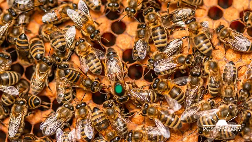 ملکه زنبور عسل کارنیولان Carniolan Queen