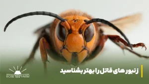 زنبورهای قاتل